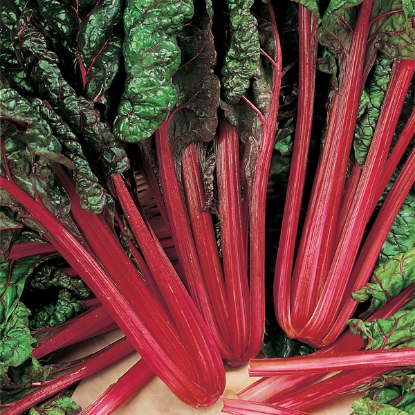Picture of Red Rhubarb Chard